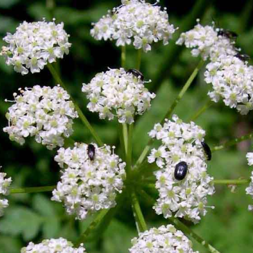 CHIẾT XUẤT XUYÊN KHUNG (Phục hồi)